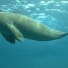Vanuatu, Epi island, sea cow