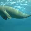 Vanuatu, Epi island, sea cow