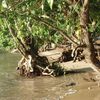 Vanuatu, Pentecost island, beach